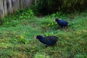 24th Feb 2016 - Takahe.....so great to be so close....