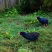 Takahe.....so great to be so close.... by happysnaps