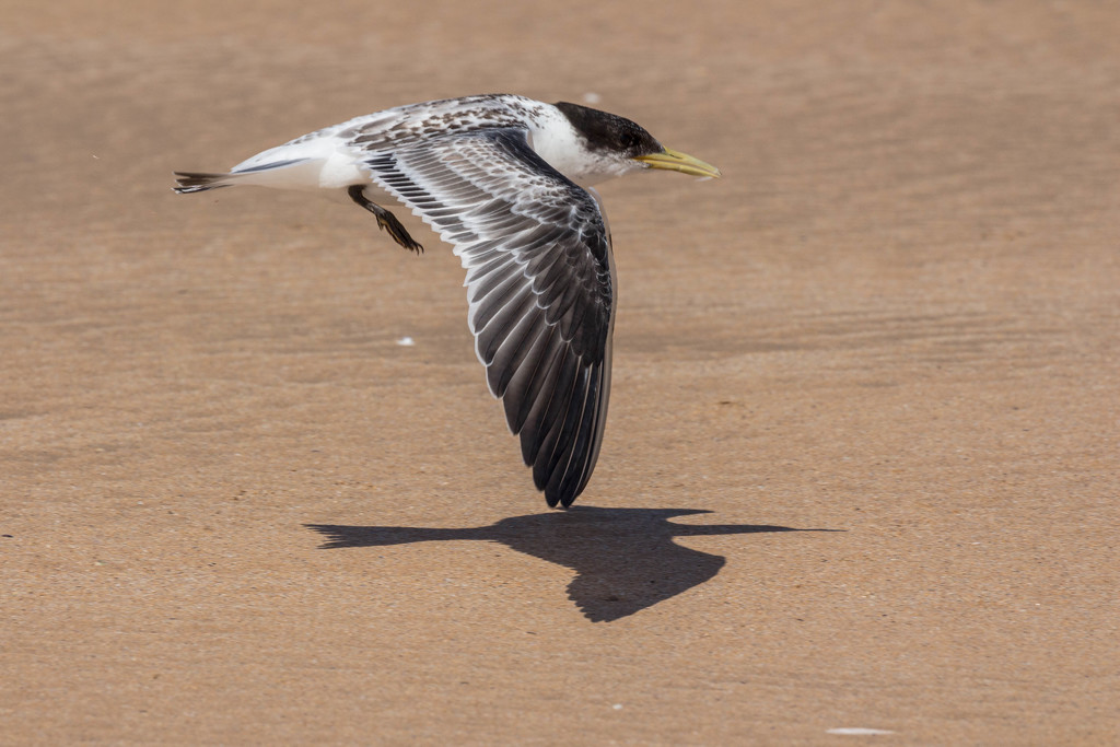 Young tern on the wing by pusspup