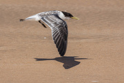 25th Feb 2016 - Young tern on the wing
