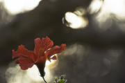 25th Feb 2016 - Hibiscus wrapped in morning light.