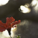Hibiscus wrapped in morning light. by evalieutionspics