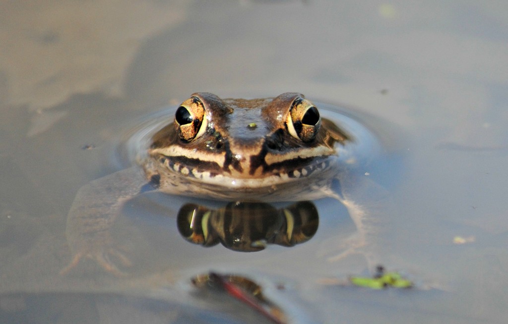 Four-Eyed Frogger by alophoto
