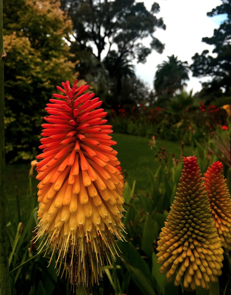 Red Hot Pokers by pictureme
