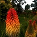 Red Hot Pokers by pictureme