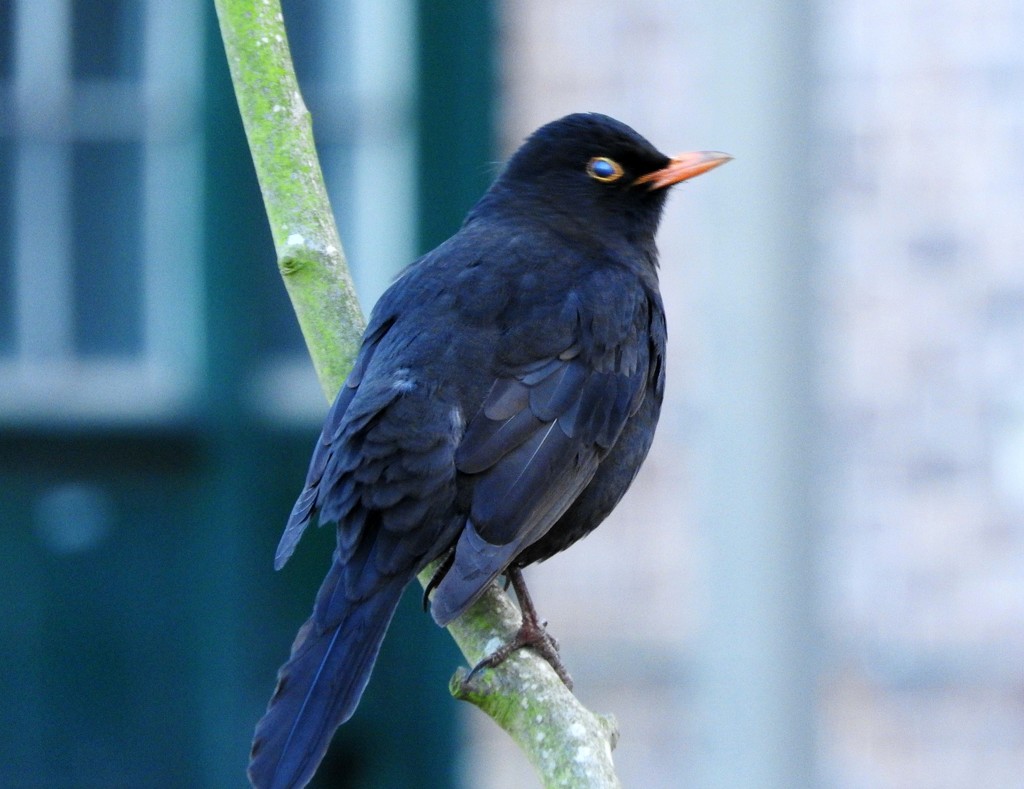 Blackbird by oldjosh
