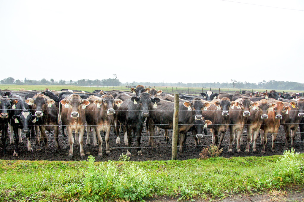 Cattle choir by danette