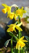 25th Feb 2016 - Small, Tete a Tete Daffodils