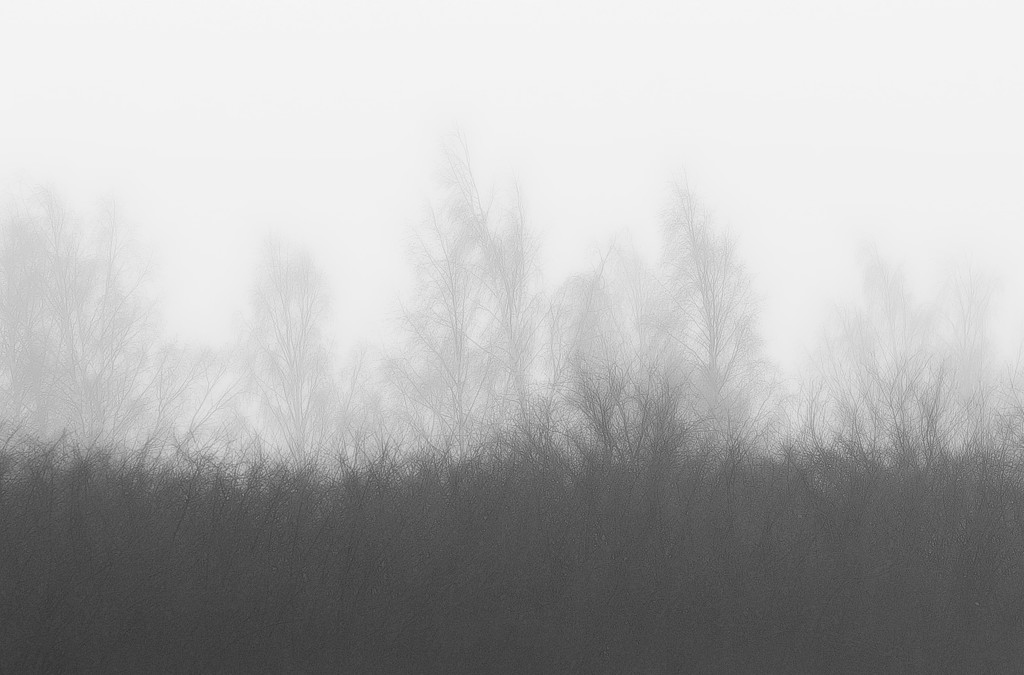 Vagueness of the trees by susale