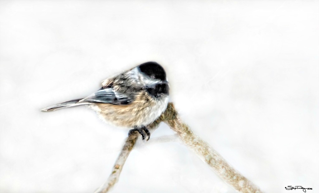 Blackcapped Chickadee by skipt07