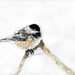 Blackcapped Chickadee by skipt07