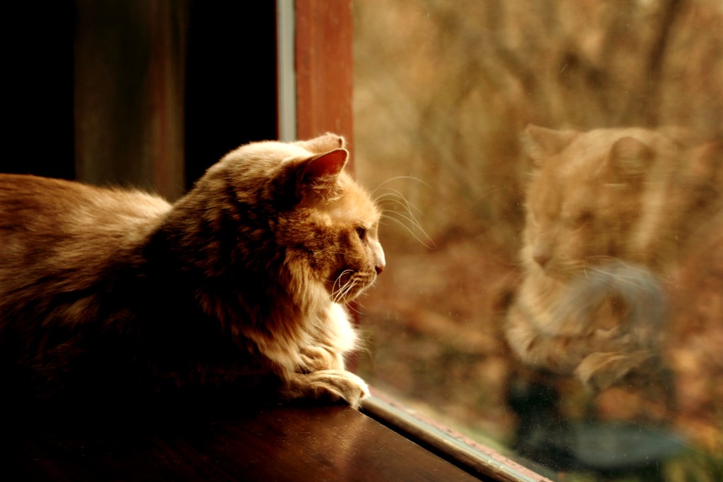 Lion in a Window  by mzzhope