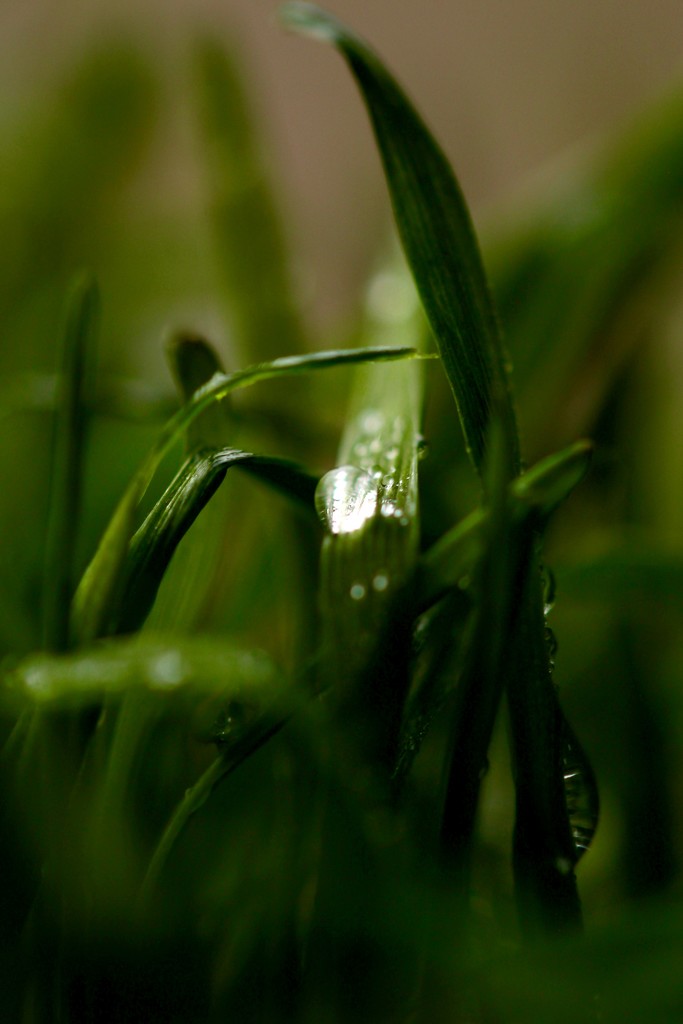 Leaf of Grass by mzzhope