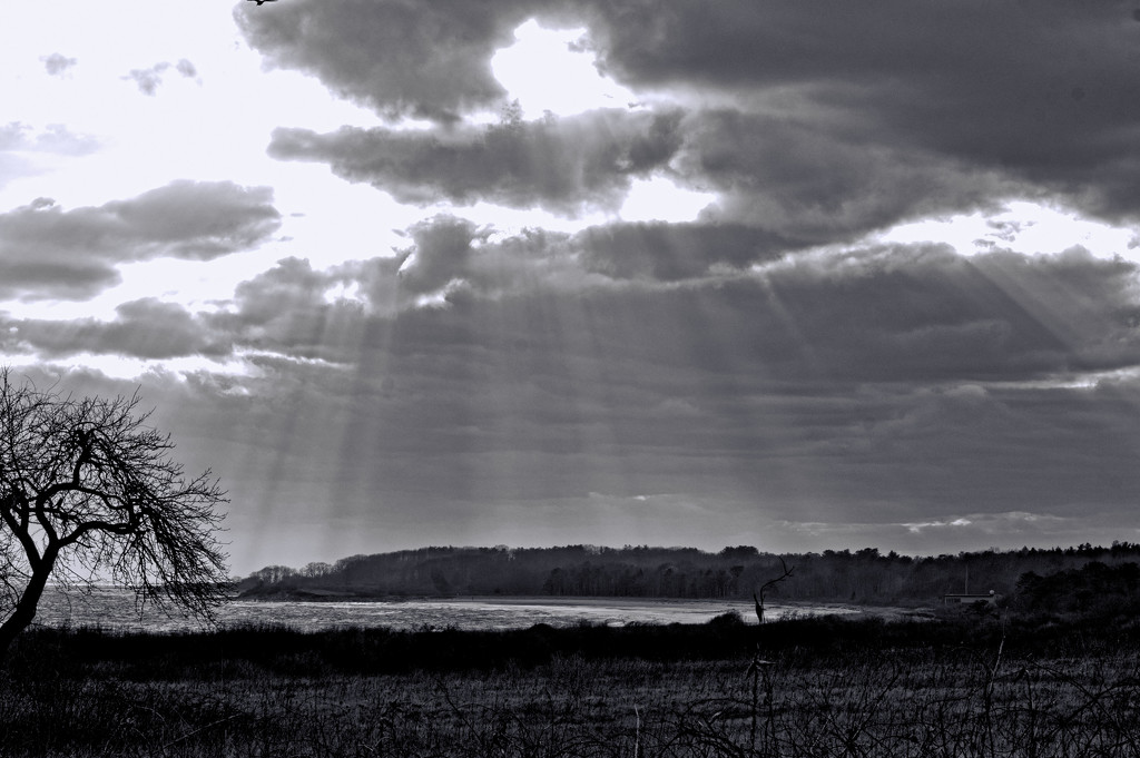 Rays by dianen