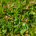 (Day 12) - Blades of Grass by cjphoto