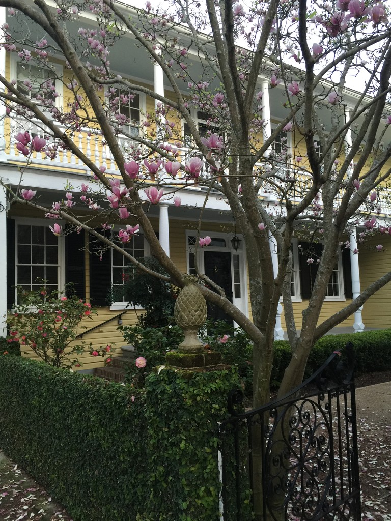 Old house and Japanese magnolia, historic district, Charleston, SC by congaree