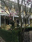 26th Feb 2016 - Old house and Japanese magnolia, historic district, Charleston, SC