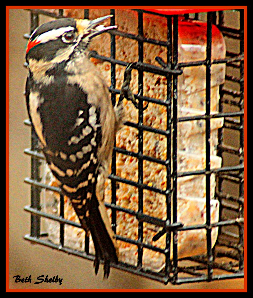 Mr. Woodpecker by vernabeth