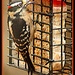 Mr. Woodpecker by vernabeth