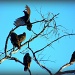 Vultures by peggysirk