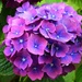 N.Z. Hydrangea Flower. by happysnaps