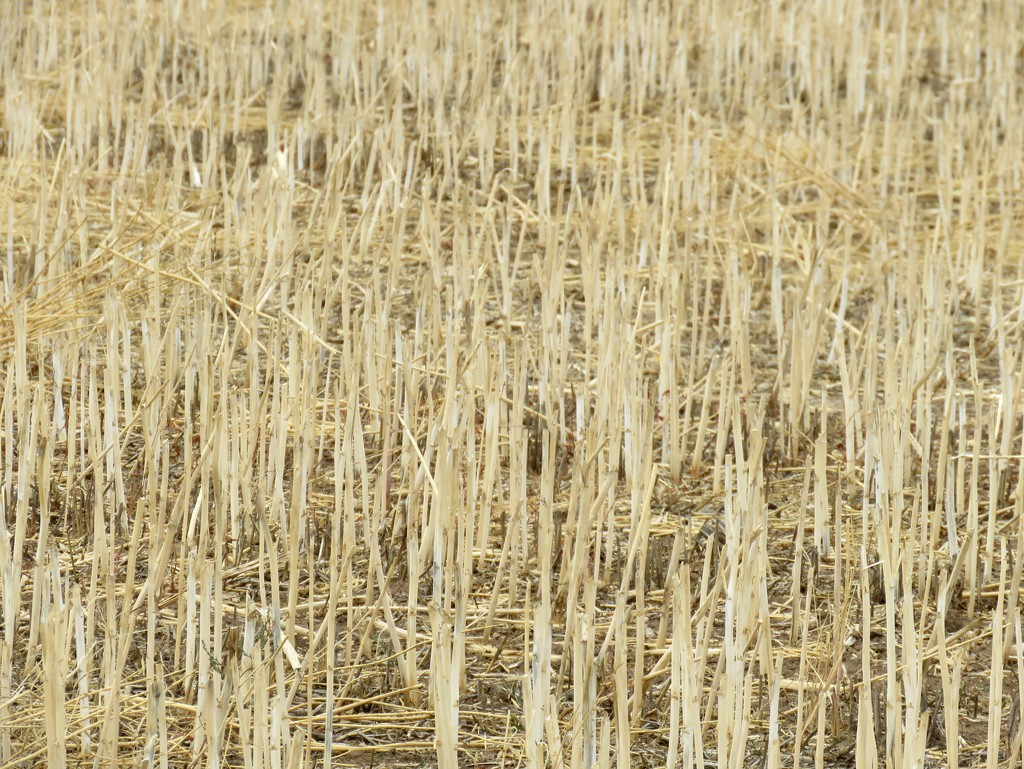 golden stubble by cruiser