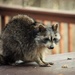 Raccoona Matata, What a Wonderful Word! by alophoto
