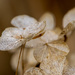 Dried hydrangea flowers by novab