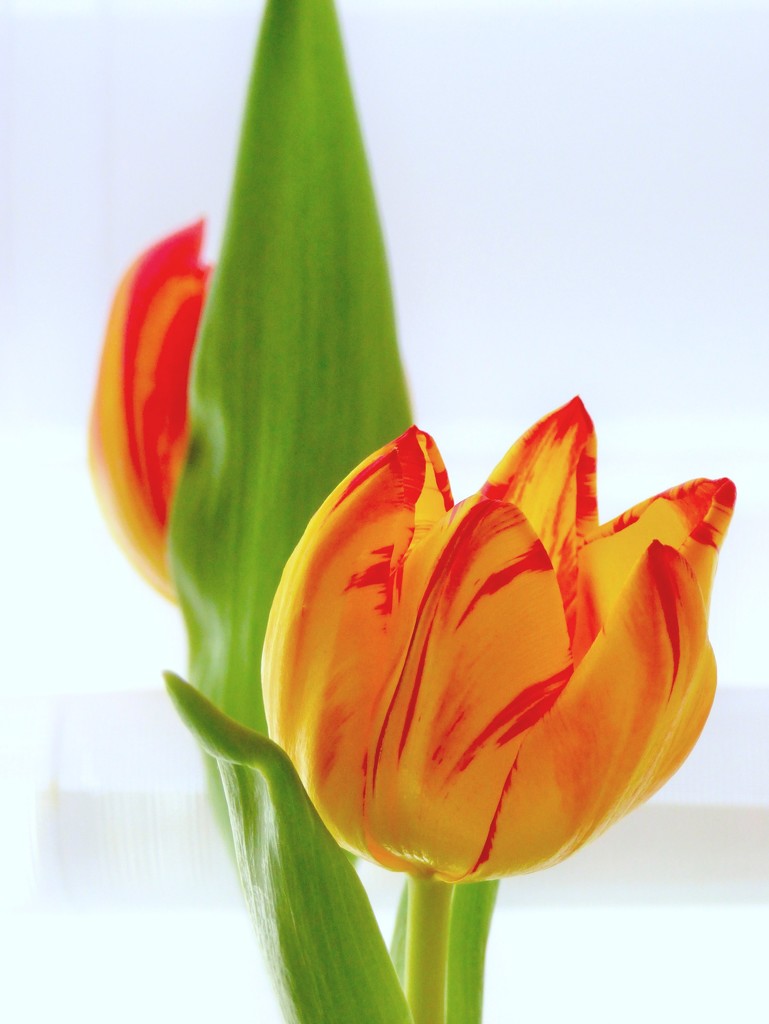 Tulips  by beryl