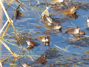26th Feb 2016 - Frogs. Lots of Frogs................