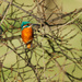 2016 02 26 - Kingfisher 1 by pamknowler