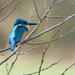 2016 02 26 - Kingfisher 2 by pamknowler