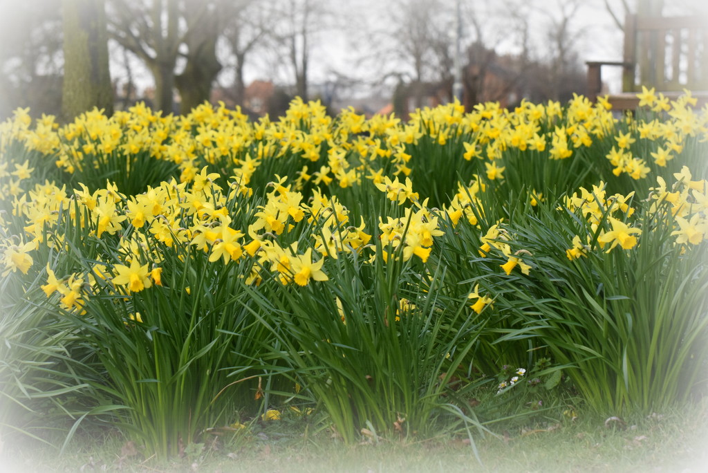 A host of golden daffodils by rosiekind