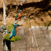 2016 02 26 - 2 Kingfishers  by pamknowler