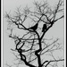 branches 1  by jokristina