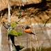  2016 02 26 Two Kingfishers 2 by pamknowler