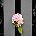 Peeking Flowers by stephomy