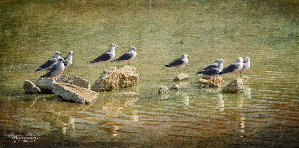 A Seagull's Perch by lynne5477