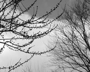 25th Feb 2016 - Tree Buds and Clouds