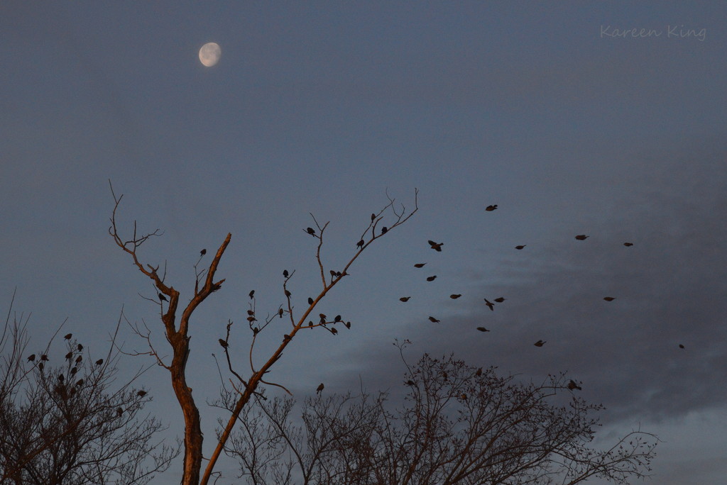 Blackbirds on a Moonlit Morning by kareenking