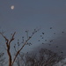 Blackbirds on a Moonlit Morning by kareenking