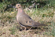 26th Feb 2016 - Mourning Dove