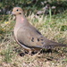 Mourning Dove by cjwhite