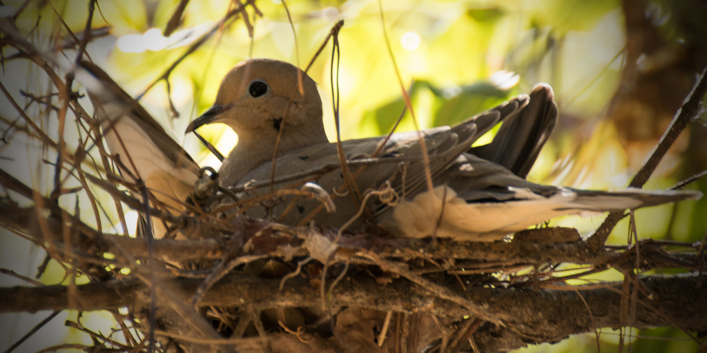 Lady Dove on the nest! by rickster549