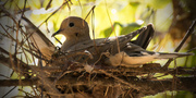 26th Feb 2016 - Lady Dove on the nest!