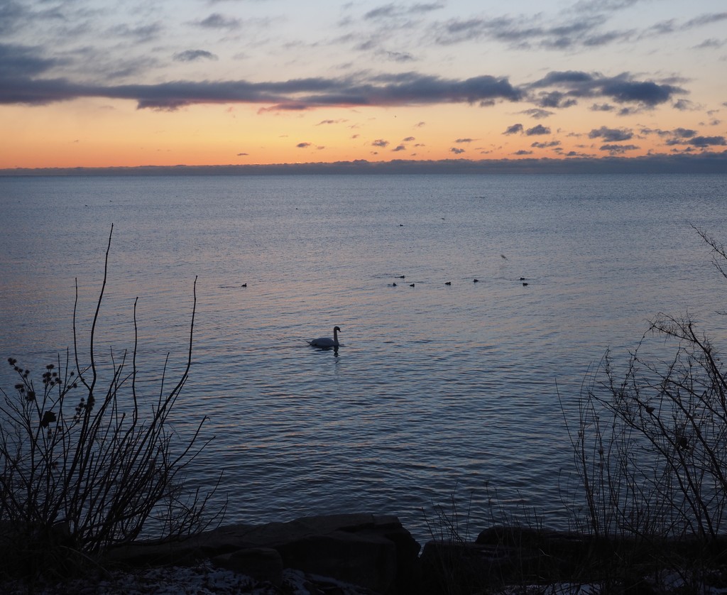 Lone Swan at Dawn by selkie