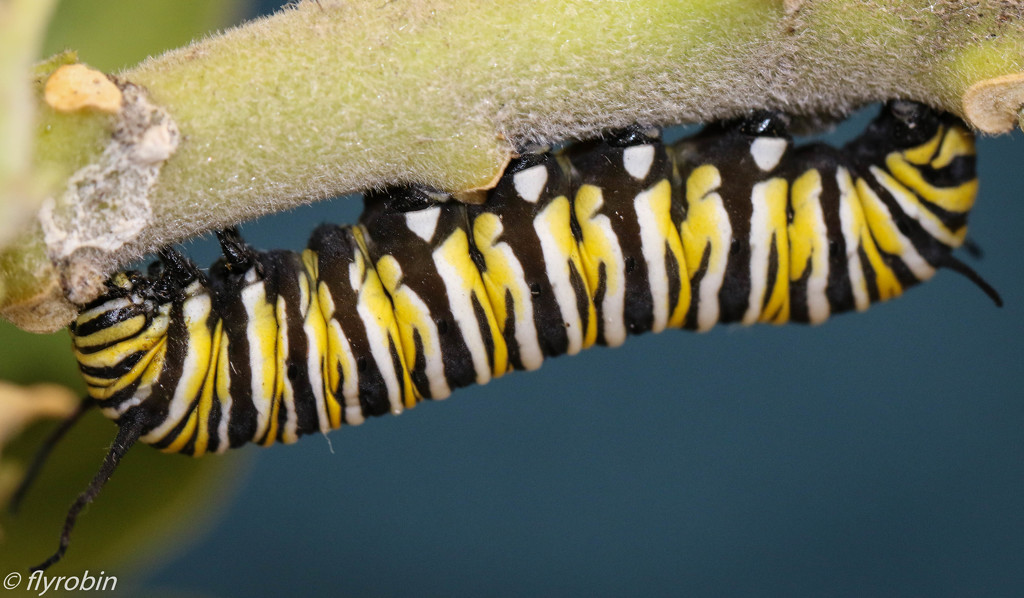 Hungry Caterpillar by flyrobin