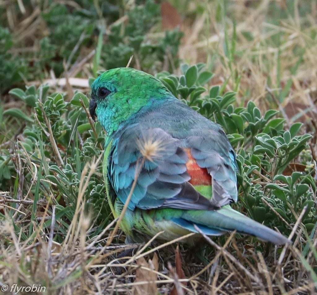 Red rumped parrot by flyrobin