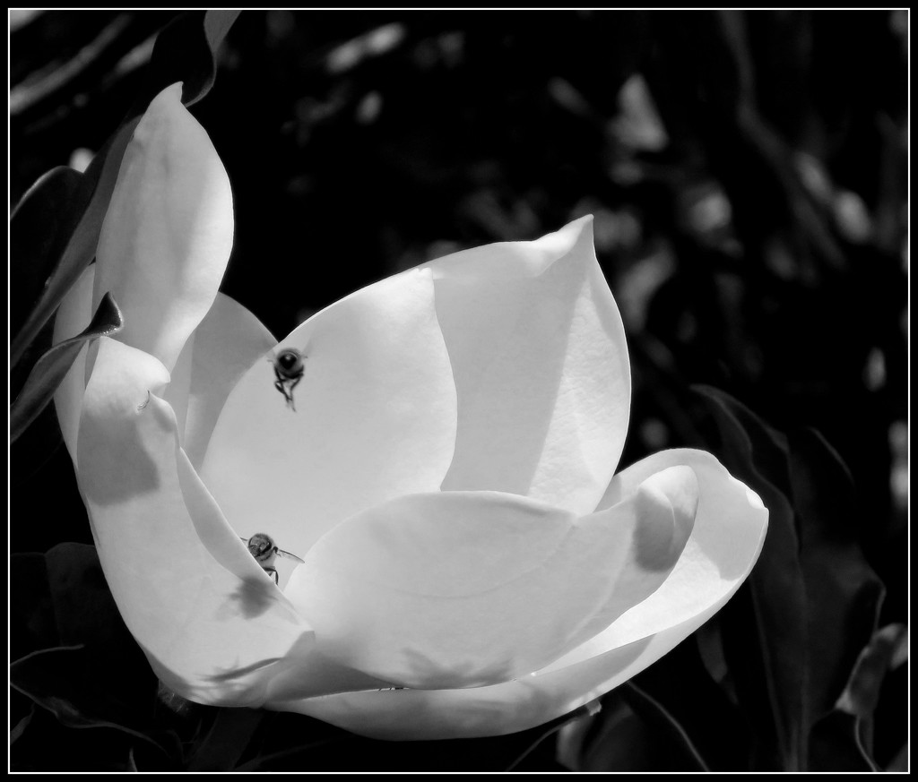 White Magnolia by cruiser