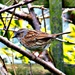 Dunnock. by wendyfrost